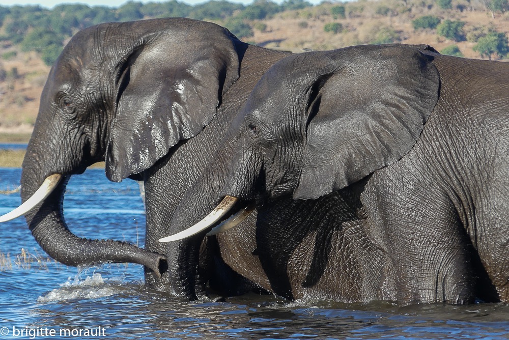 Botswana 2022 : Claire, Élise, Céline